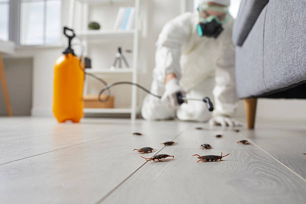 Commercial Kitchen Cockroach Control in Land O' Lakes